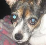 Older dogs eye will begin to cloud