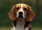 Beagle dogs