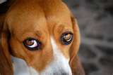 Beagle eyes