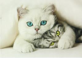 Cute kittens
