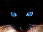 Cats blue eyes