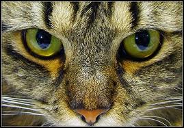 Cats green eyes