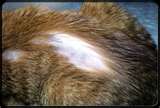 Alopecia in cats