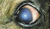 Anterior uveitis in dogs