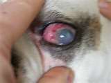 Canine Anterior uveitis