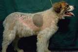 Cushings disease in dogs