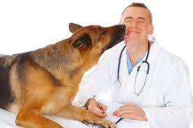 Dogs and doctors
