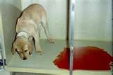 Bloody diarrhea in dogs