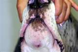 Facial Swelling in Dogs