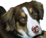 Discoid lupus in dogs