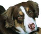 Discoid lupus in dogs
