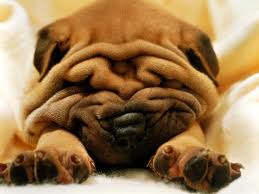 Wrinkles in dogs
