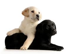 Adorable labs