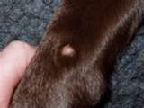 Warts on dogs