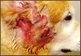 Eczema in dogs