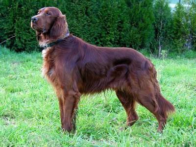 Irish Setters