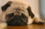 Sad pug