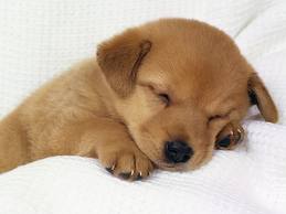 Sleeping Puppy