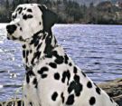 Dalmation dogs