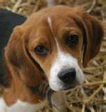 Beagle dog