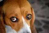 Beagle eyes