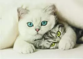 Cute Kittens