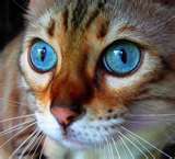 Beautiful eyes in cats