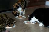 Cats eating