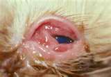 Hyphema in cats