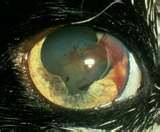 Feline Retinal Hemmorages