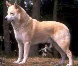 Canaan Dog Take Immune Supplements for Health and Longevity