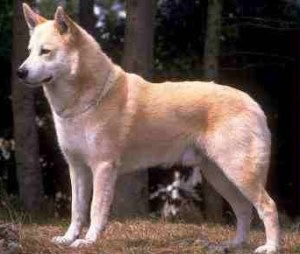 Canaan dog