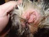 Ear infections in dogs