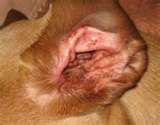 Dog Ear Infections