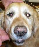 Horners Syndrome in dogs