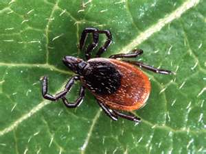 Deer Ticks