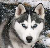 Husky eyes are beautiful