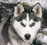 Husky eyes