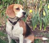 Beagle dogs