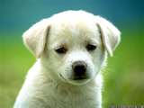 Cute Puppy