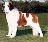 Saint Bernards