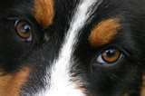 Dogs mysterious eyes