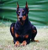 Doberman