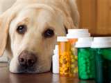 Dogs and Vitamins