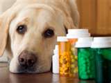 Vitamins for Dogs