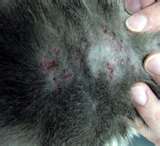 Feline Miliary dermatitis