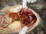 Hernias in cats