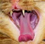 Cat Tongues