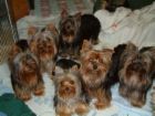 Cute yorkies